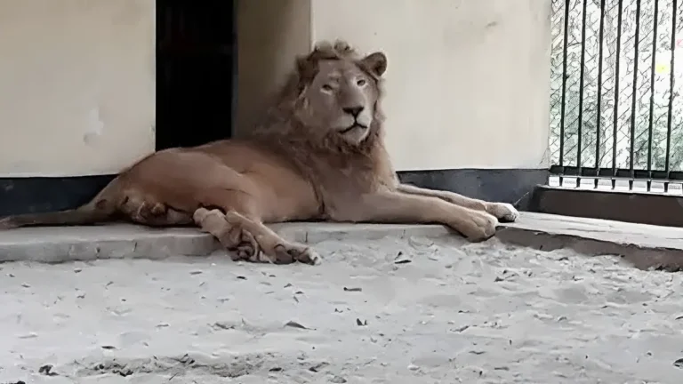 মিরপুর চিড়িয়াখানার খাঁচা থেকে বেরিয়ে গেল সিংহ