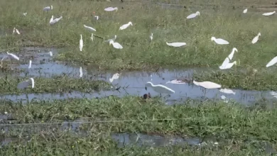 উখিয়ার কৃত্রিম বক ব্যবহার করে পাখি শিকার