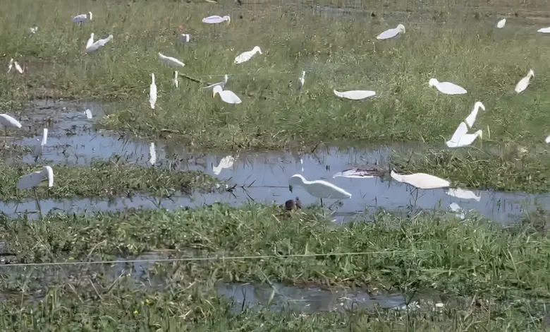 উখিয়ার কৃত্রিম বক ব্যবহার করে পাখি শিকার
