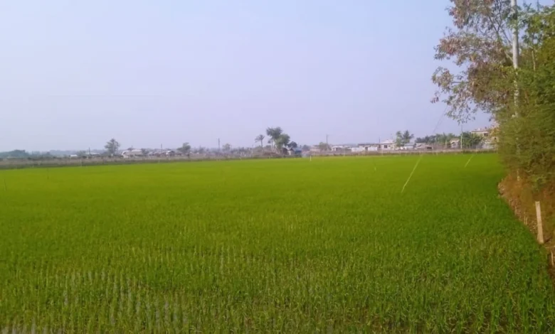 খুলনায় বোরো ধান চাষে সম্ভাবনার নতুন দ্বার-এবছর লক্ষ্যমাত্রা ৬৬ হাজার হেক্টর