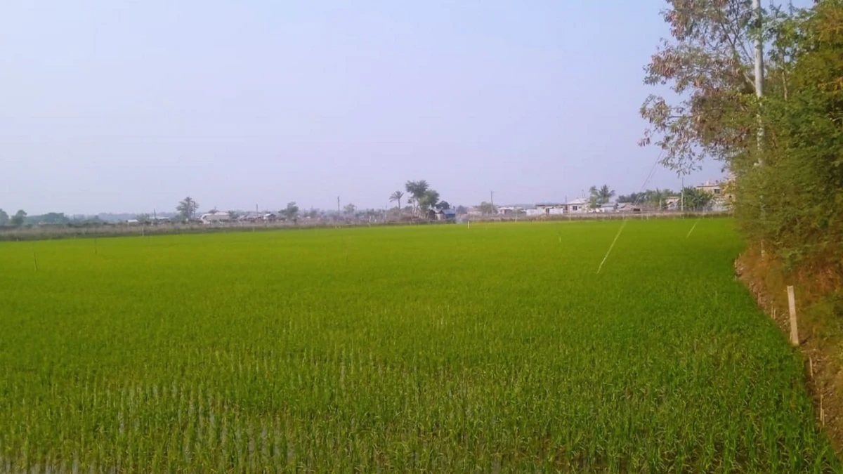 খুলনায় বোরো ধান চাষে সম্ভাবনার নতুন দ্বার-এবছর লক্ষ্যমাত্রা ৬৬ হাজার হেক্টর