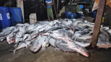 সেন্টমার্টিনে এক জালে ধরা পড়ল ১১২ মণ নাগু মাছ: ২০ লাখ টাকায় বিক্রি