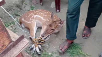 মোংলার লোকালয় থেকে উদ্ধার হওয়া হরিণের ঠিকানা সুন্দরবন