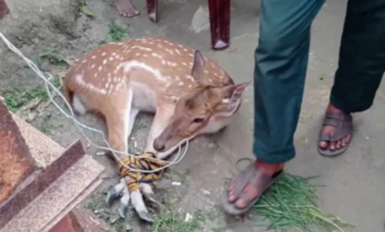 মোংলার লোকালয় থেকে উদ্ধার হওয়া হরিণের ঠিকানা সুন্দরবন