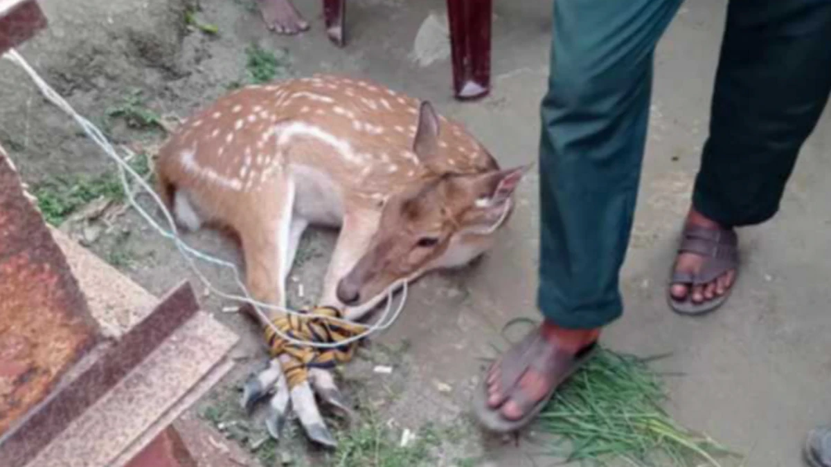 মোংলার লোকালয় থেকে উদ্ধার হওয়া হরিণের ঠিকানা সুন্দরবন