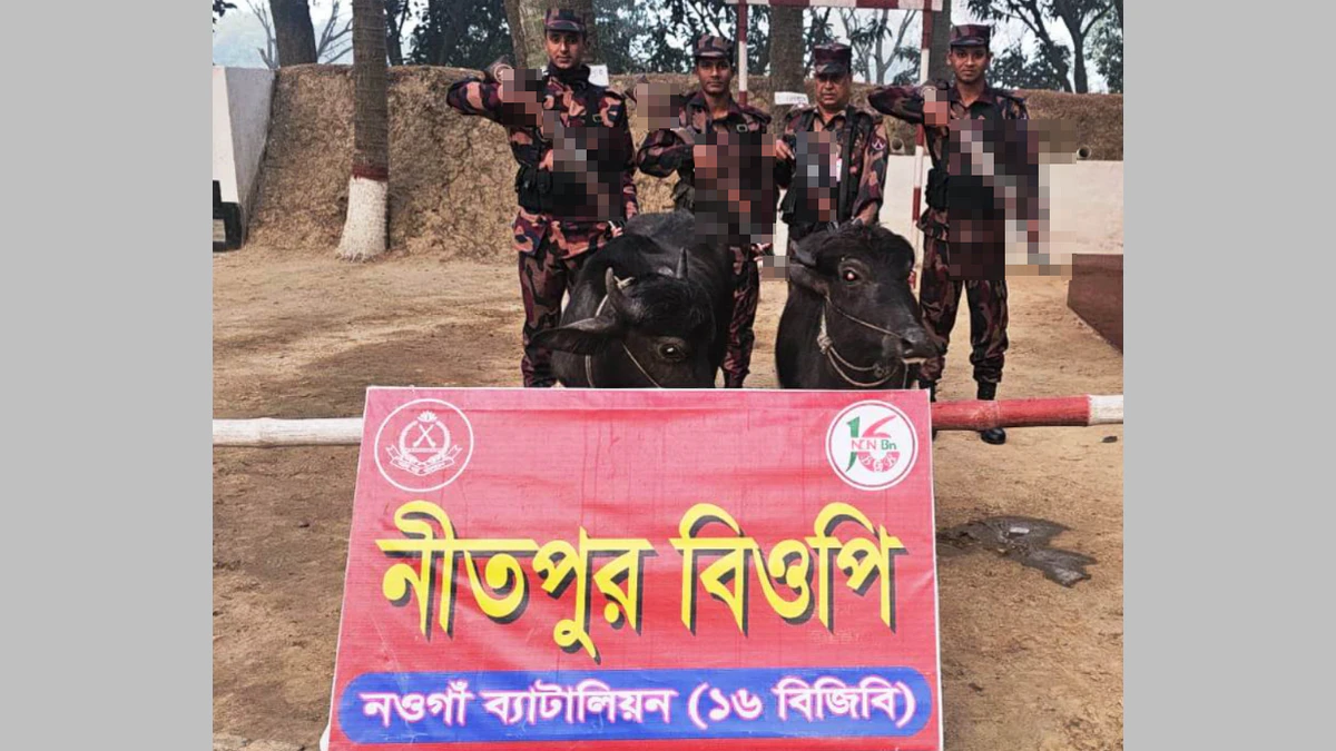 পোরশা নীতপুর সীমান্তে (১৬ বিজিবি) কর্তৃক মালিকবিহীন অবস্থায় ভারতীয় ২টি মহিষ আটক