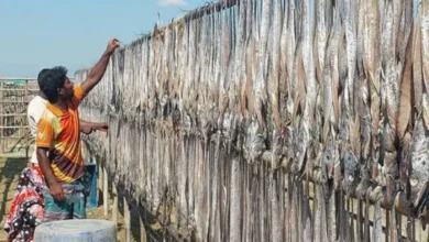কক্সবাজারে শুটকির উৎপাদন বেড়ে যাওয়ায় ব্যবসায়ী ও রপ্তানিকারকদের প্রত্যাশা