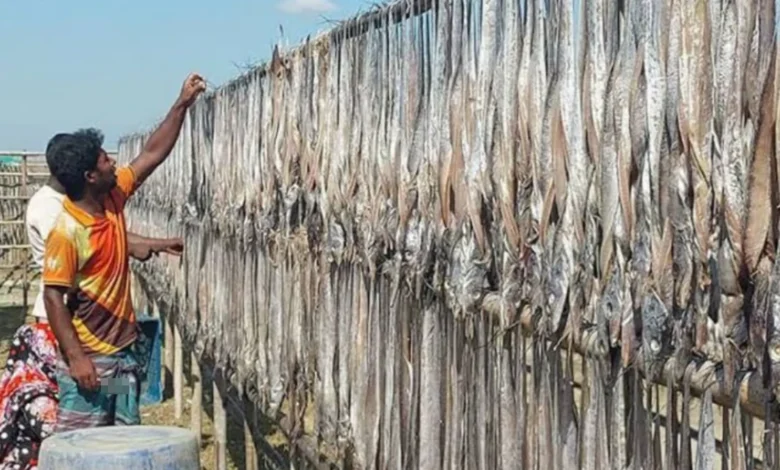 কক্সবাজারে শুটকির উৎপাদন বেড়ে যাওয়ায় ব্যবসায়ী ও রপ্তানিকারকদের প্রত্যাশা