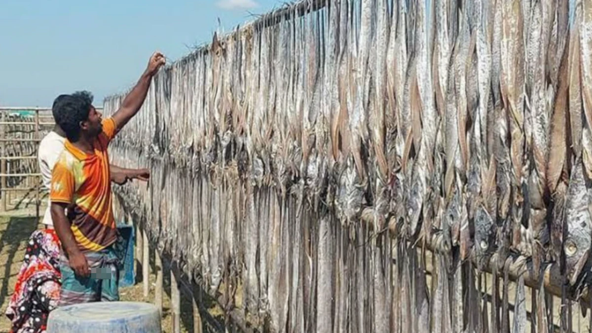 কক্সবাজারে শুটকির উৎপাদন বেড়ে যাওয়ায় ব্যবসায়ী ও রপ্তানিকারকদের প্রত্যাশা