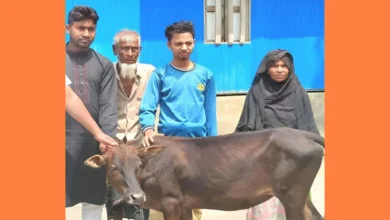 দিনমজুরের গরু চুরি, পাশে দাঁড়ালেন সৌদি প্রবাসী