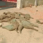 ধান খাওয়ায় বাবুই পাখির ২৯টি বাচ্চা প্রাণ হারাল