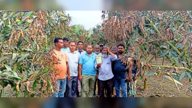 ভেজাল কীটনাশকে আম বাগানে বিপর্যয়, ক্ষতি প্রায় কোটি টাকা