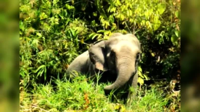 বন্য হাতির আক্রমণে মা ও শিশুকন্যার মৃত্যু