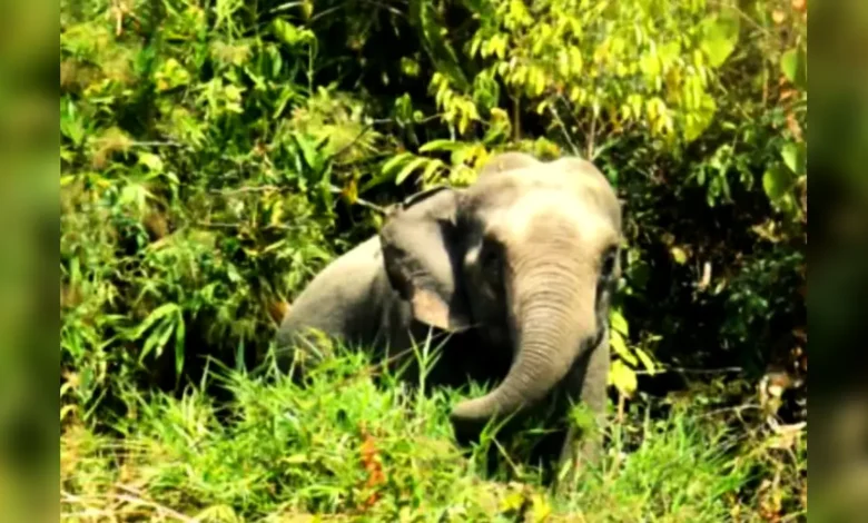 বন্য হাতির আক্রমণে মা ও শিশুকন্যার মৃত্যু