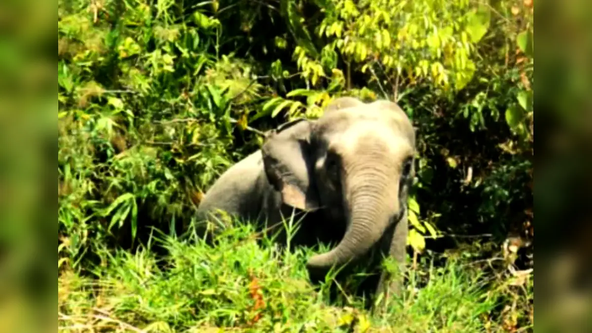 বন্য হাতির আক্রমণে মা ও শিশুকন্যার মৃত্যু
