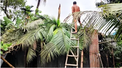 কালবৈশাখীর তাণ্ডবে সোনাতলায় বোরো ধানের ব্যাপক ক্ষতি, একরাত বিদ্যুৎহীন