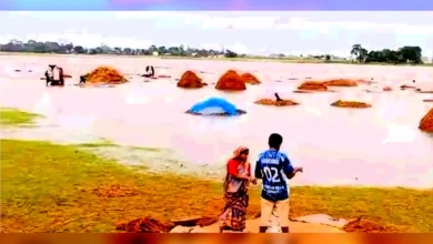 কৃষকের রঙিন স্বপ্ন বোরো ধান বন্যার কেবলে তলিয়ে যাচ্ছে