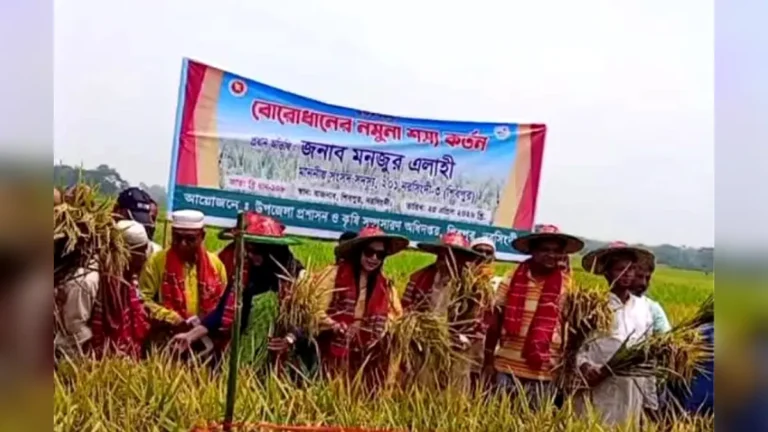 শিবপুরে বোরো ধানের নমুনা শস্য কর্তন উৎসবের উদ্বোধন