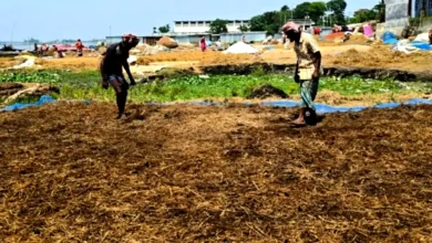 বানের পানির সঙ্গে হাওরের কৃষকদের দুঃখ বাড়ছে