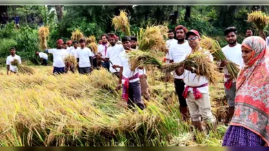 বিধবার এক বিঘা জমির ধান কেটে দিল বিএনপির নেতাকর্মীরা