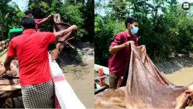 বিক্রি না হওয়ায় চামড়া নদীতে ফেললেন ব্যবসায়ীরা