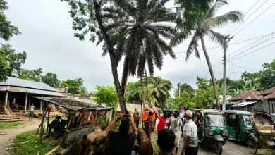 ৩০ ফুট উঁচু গাছে বিড়াল, উদ্ধার ফায়ার সার্ভিসের