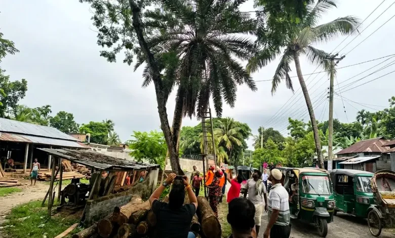 ৩০ ফুট উঁচু গাছে বিড়াল, উদ্ধার ফায়ার সার্ভিসের