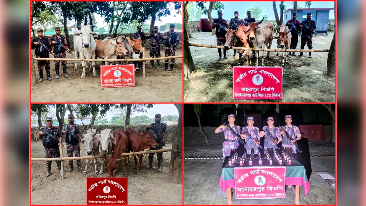 চাঁপাইনবাবগঞ্জ সীমান্তে ৫৩ বিজিবির অভিযান ১৪টি ভারতীয় গরু ও ৩৫ বোতল মদ জব্দ