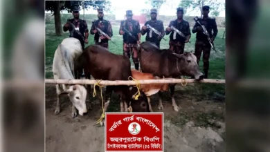চাঁপাইনবাবগঞ্জ সীমান্তে ৫৩ বিজিবির অভিযান ৪টি ভারতীয় গরু জব্দ