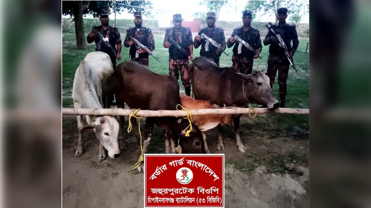 চাঁপাইনবাবগঞ্জ সীমান্তে ৫৩ বিজিবির অভিযান ৪টি ভারতীয় গরু জব্দ