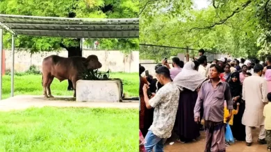চিড়িয়াখানায় দেয়ালবন্দি ‘ডোনাল্ড ট্রাম্প’কে দেখতে দর্শনার্থীদের ভিড়
