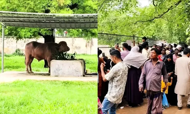 চিড়িয়াখানায় দেয়ালবন্দি ‘ডোনাল্ড ট্রাম্প’কে দেখতে দর্শনার্থীদের ভিড়