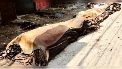 দাম না পেয়ে রাস্তায় ফেলে যাচ্ছে চামড়া, ছড়াচ্ছে দুর্গন্ধ