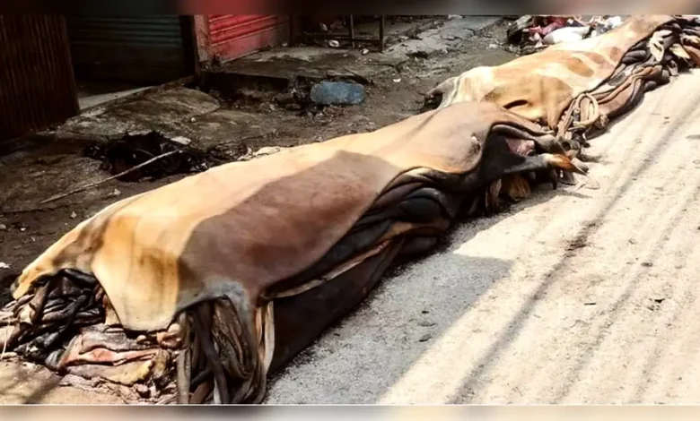 দাম না পেয়ে রাস্তায় ফেলে যাচ্ছে চামড়া, ছড়াচ্ছে দুর্গন্ধ