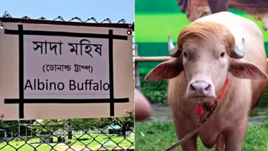 চিড়িয়াখানায় ‘ডোনাল্ড ট্রাম্প’ মহিষের ভুল বানান, কিউরেটর বদলি