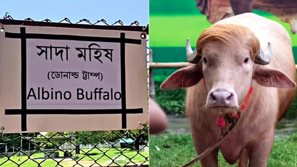 চিড়িয়াখানায় ‘ডোনাল্ড ট্রাম্প’ মহিষের ভুল বানান, কিউরেটর বদলি