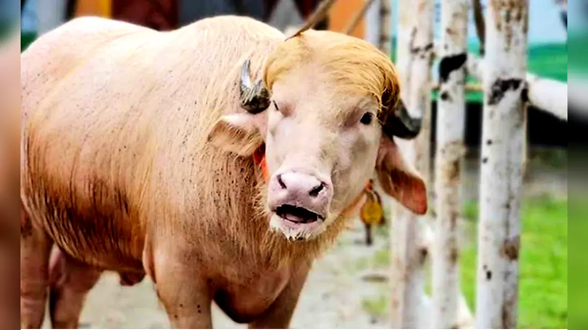 এবার কোরবানির অপেক্ষায় ‘ডোনাল্ড ট্রাম্প’