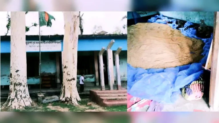 গাবতলী সরকারি স্কুলে ফ্যান চালিয়ে ধান শুকানো: তদন্তের আশ্বাস ইউএনও’র