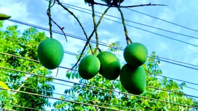 রাজশাহীর গাছ থেকে নামছে আম, সংগ্রহের দিন শিগগিরই