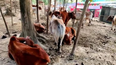 গফরগাঁওয়ে এক রাতে তিন কৃষকের আট গরু চুরি