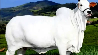 এক গরুর দাম ৫১ কোটি টাকা