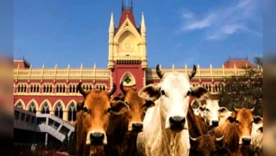 গরু কুরবানি ইসলামের অংশ নয়: কলকাতা হাইকোর্ট
