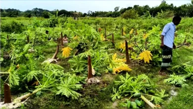 ঈদগাঁওতে কৃষকের স্বপ্ন ধ্বংস: ৩০০ পেঁপে গাছ কেটে দিল দুর্বৃত্তরা