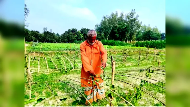 বীরগঞ্জে কৃষকের ভুট্টা লুট ও পটল গাছ কাটার অভিযোগ
