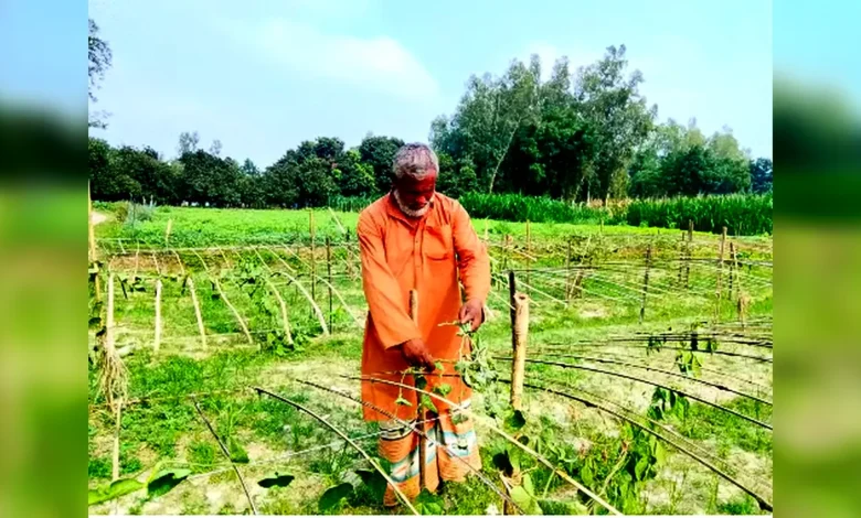 বীরগঞ্জে কৃষকের ভুট্টা লুট ও পটল গাছ কাটার অভিযোগ