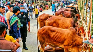 জমে উঠেছে রাজধানীর পশুর হাট, বাড়ছে ক্রেতা-বিক্রেতার ভিড়