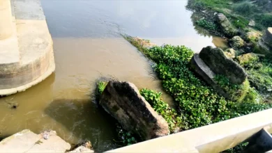 কাহারোল-পূর্ণভবা নদীতে কচুরিপানার স্তূপে পানির প্রবাহ ব্যাহত, দুর্গন্ধে অতিষ্ঠ এলাকাবাসী