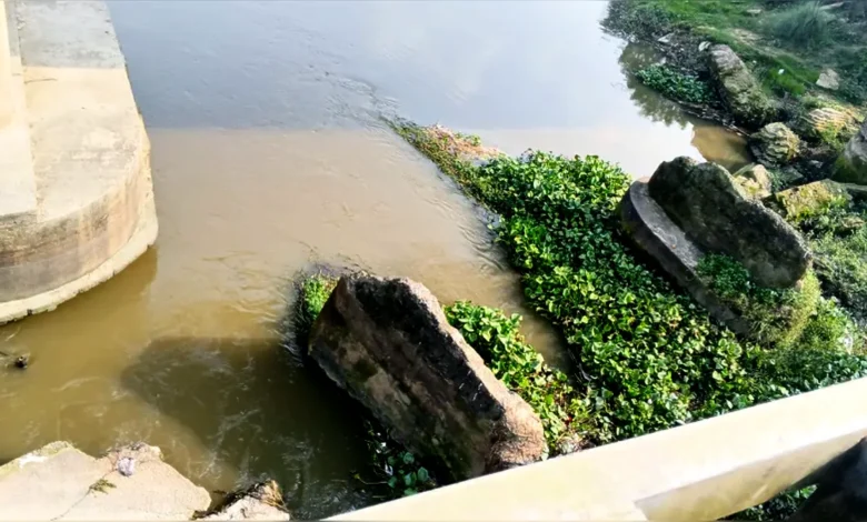 কাহারোল-পূর্ণভবা নদীতে কচুরিপানার স্তূপে পানির প্রবাহ ব্যাহত, দুর্গন্ধে অতিষ্ঠ এলাকাবাসী