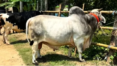 কোরবানির হাট কাঁপাবে ‘বিসিএস ক্যাডার’