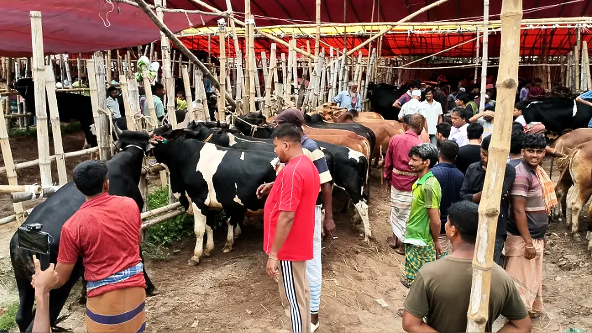 কোরবানির ঈদ ঘিরে আশুলিয়া গরুর হাটে শেষ মুহূর্তের বেচাকেনা